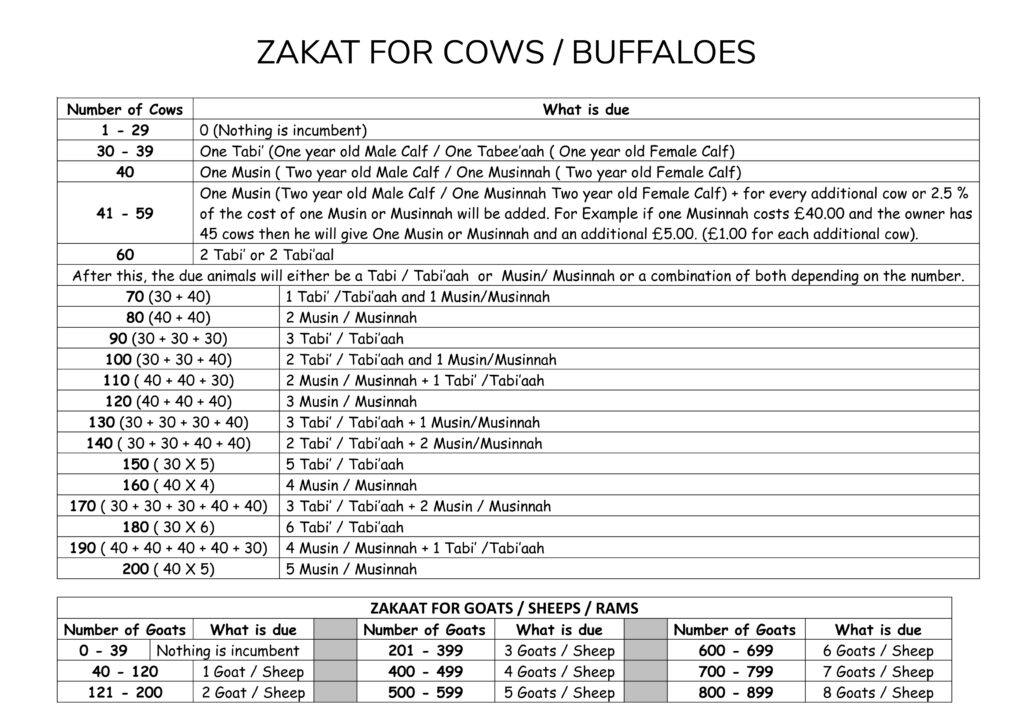 Zakat For Cows Siblings Of Ilm 4